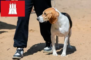 Read more about the article Hodowca psów nizinnych szwajcarskich i szczeniąt w Hamburgu
