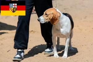 Read more about the article Hodowla psów nizinnych szwajcarskich i szczeniąt w Kraju Saary