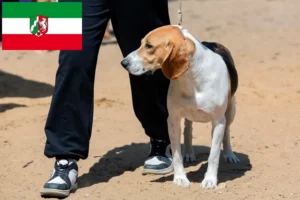 Read more about the article Szwajcarski hodowca psów zjazdowych i szczeniąt w Nadrenii Północnej-Westfalii