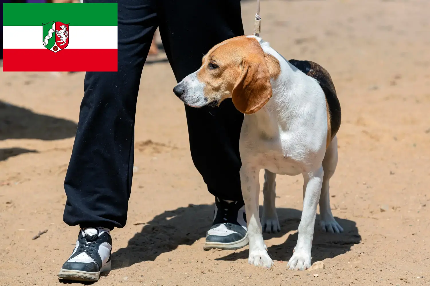 Szczenięta szwajcarskiego psa holenderskiego i hodowca Nadrenia Północna-Westfalia Tutaj znajdziesz szwajcarskich hodowców psów rasy Downhill w Nadrenia Północna-Westfalia.