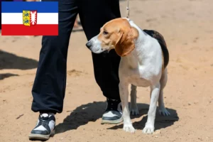 Read more about the article Hodowca psów nizinnych szwajcarskich i szczeniąt w Szlezwiku-Holsztynie