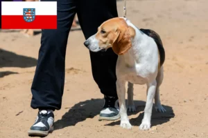 Read more about the article Hodowca psów nizinnych szwajcarskich i szczeniąt w Turyngii