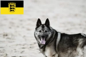 Read more about the article Hodowcy i szczenięta Elkhound norweski w Badenia-Wirtembergia