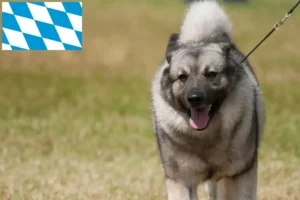 Read more about the article Hodowcy psów rasy Elkhound norweski i szczenięta w Bawaria