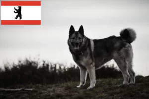 Read more about the article Hodowca psów rasy Elkhound norweski i szczeniąt w Berlinie