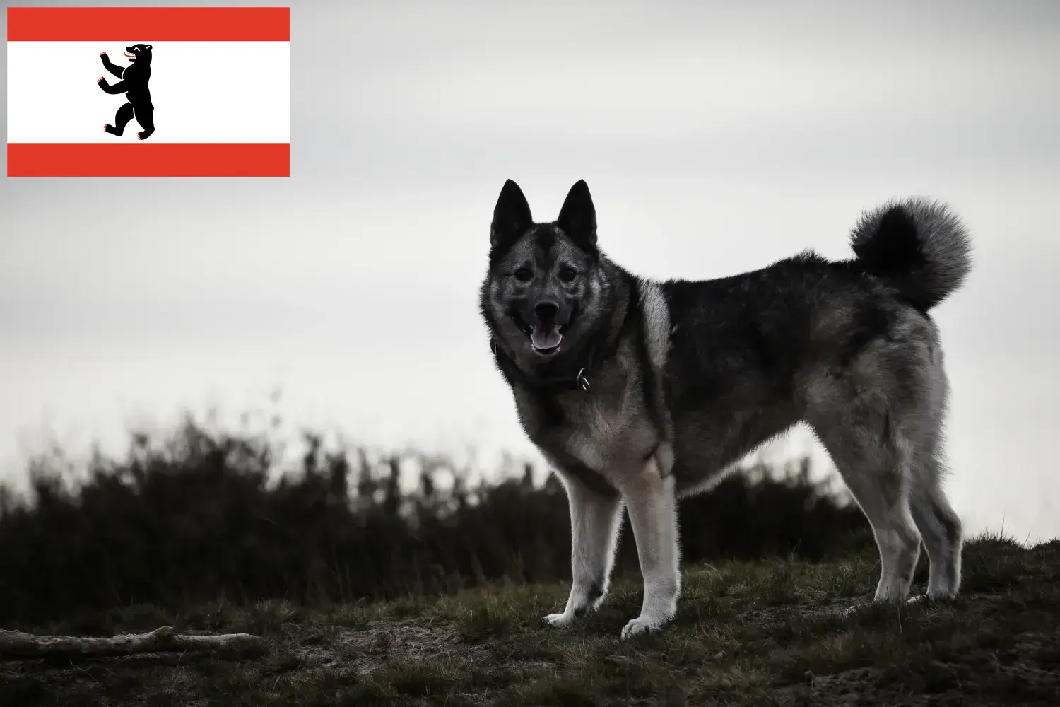 Elkhound norweski szczenięta i hodowcy Berlin Tutaj znajdziesz hodowców rasy Elkhound norweski w Berlin.