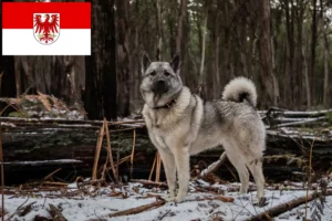 Read more about the article Hodowcy i szczenięta Elkhound norweski w Brandenburgia