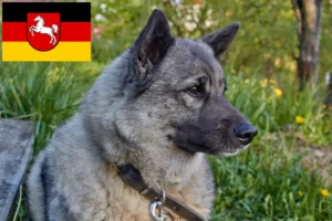 Read more about the article Hodowcy i szczenięta Elkhound norweski w Dolna Saksonia
