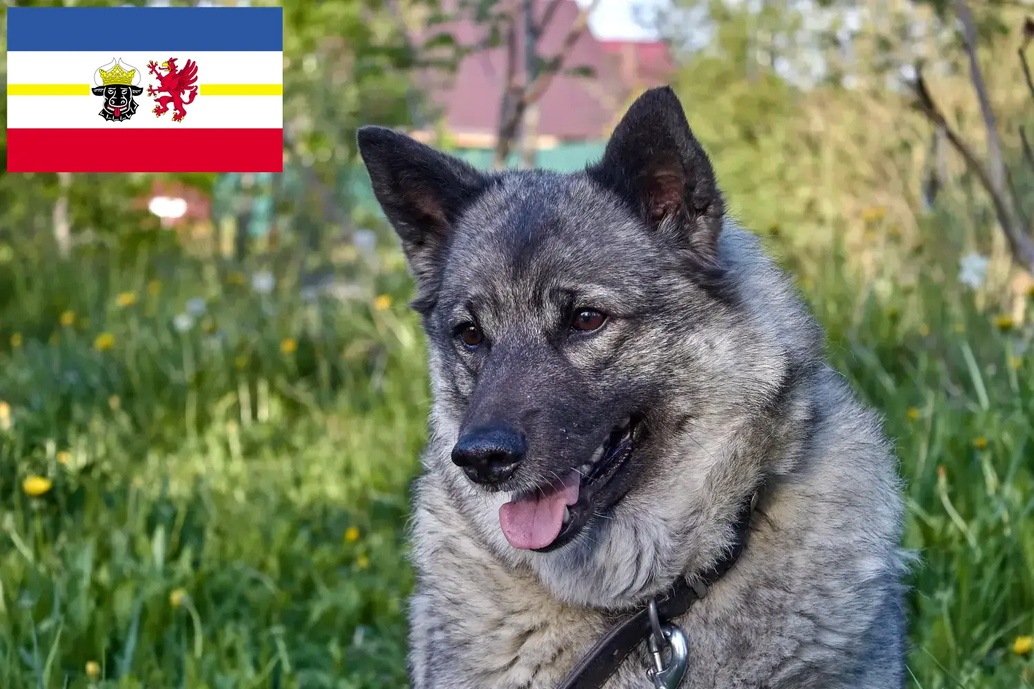 Elkhound norweski szczenięta i hodowcy Meklemburgia-Pomorze Przednie Tutaj znajdziesz hodowców rasy Elkhound norweski w Meklemburgia-Pomorze Przednie.
