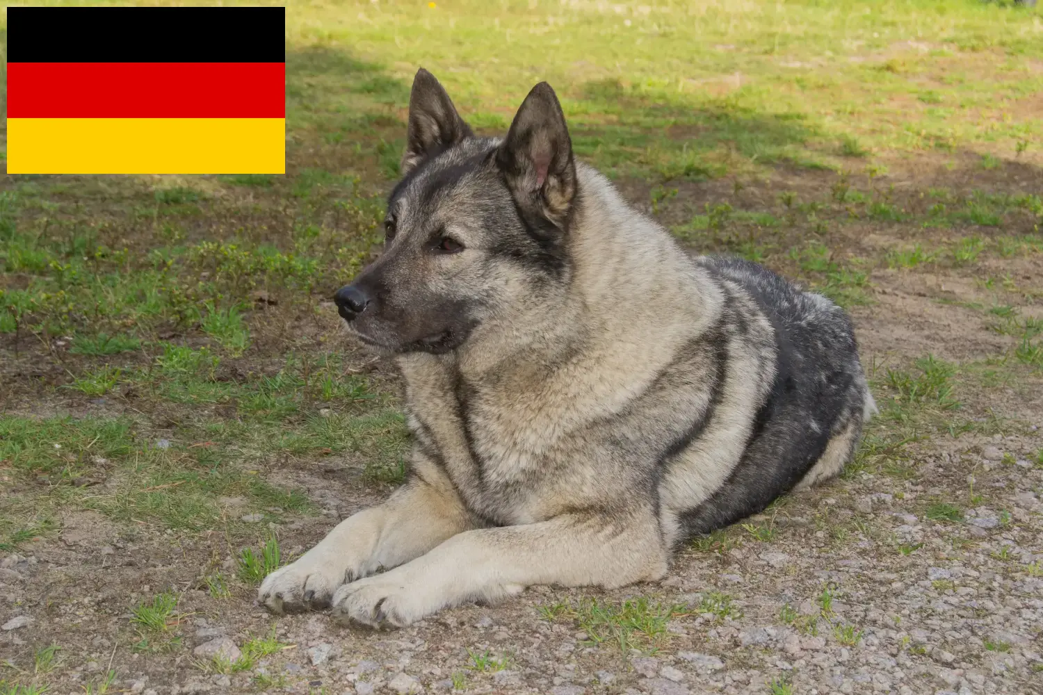 Read more about the article Hodowcy i szczenięta Elkhound norweski w Niemcy