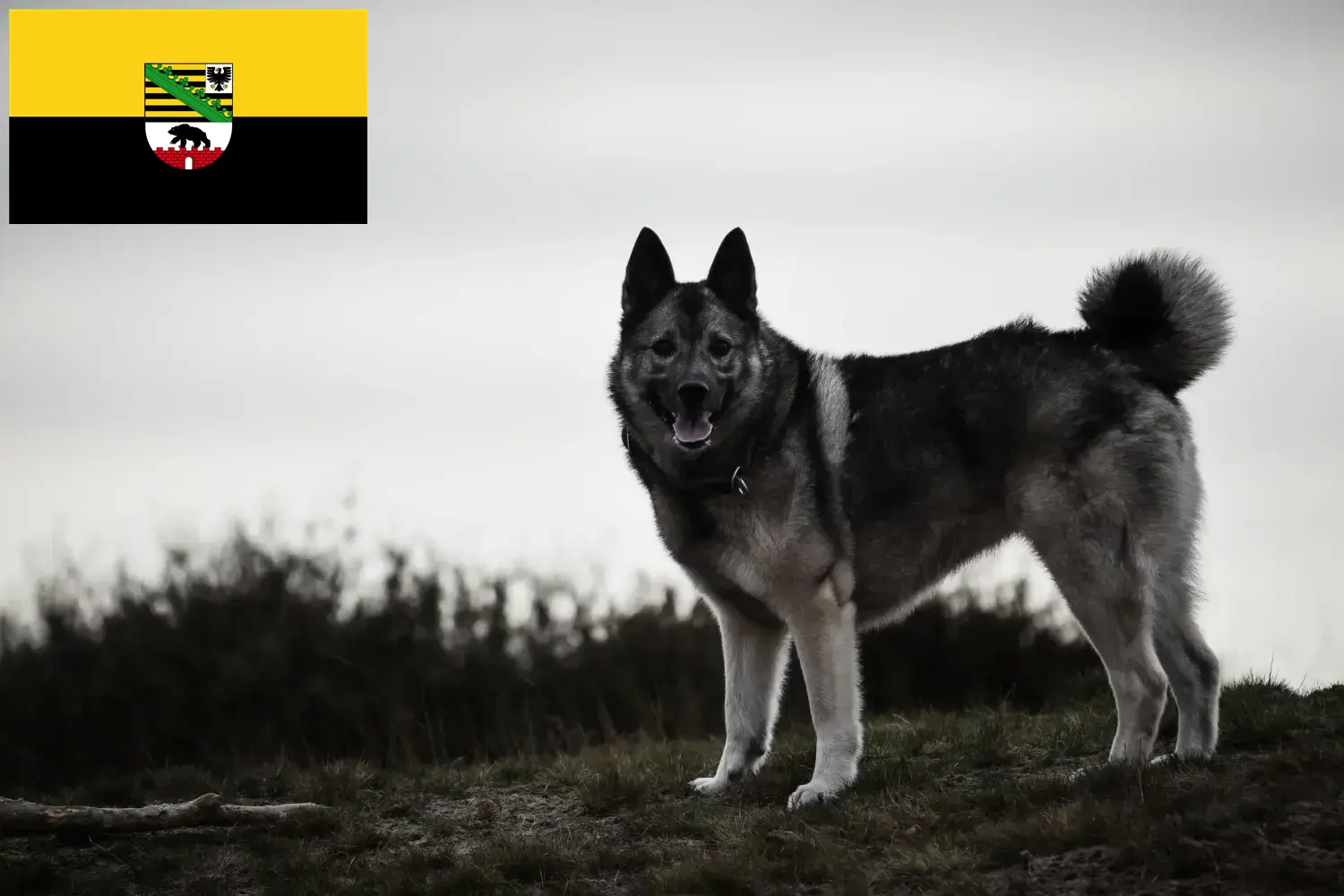 Read more about the article Hodowcy i szczenięta Elkhound norweski w Saksonia-Anhalt