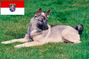 Read more about the article Hodowcy i szczenięta Elkhound norweski w Hesja