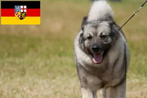 Read more about the article Hodowcy i szczenięta Elkhound norweski w Kraj Saary
