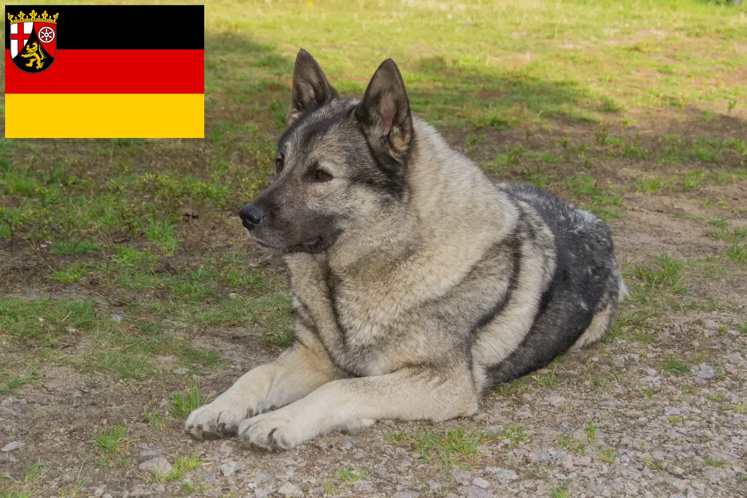 Read more about the article Hodowcy i szczenięta Elkhound norweski w Nadrenia-Palatynat