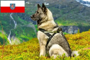 Read more about the article Hodowcy i szczenięta Elkhound norweski w Turyngia