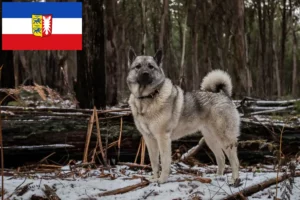 Read more about the article Hodowcy i szczenięta Elkhound norweski w Szlezwik-Holsztyn