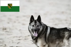 Read more about the article Hodowcy i szczenięta Elkhound norweski w Saksonia