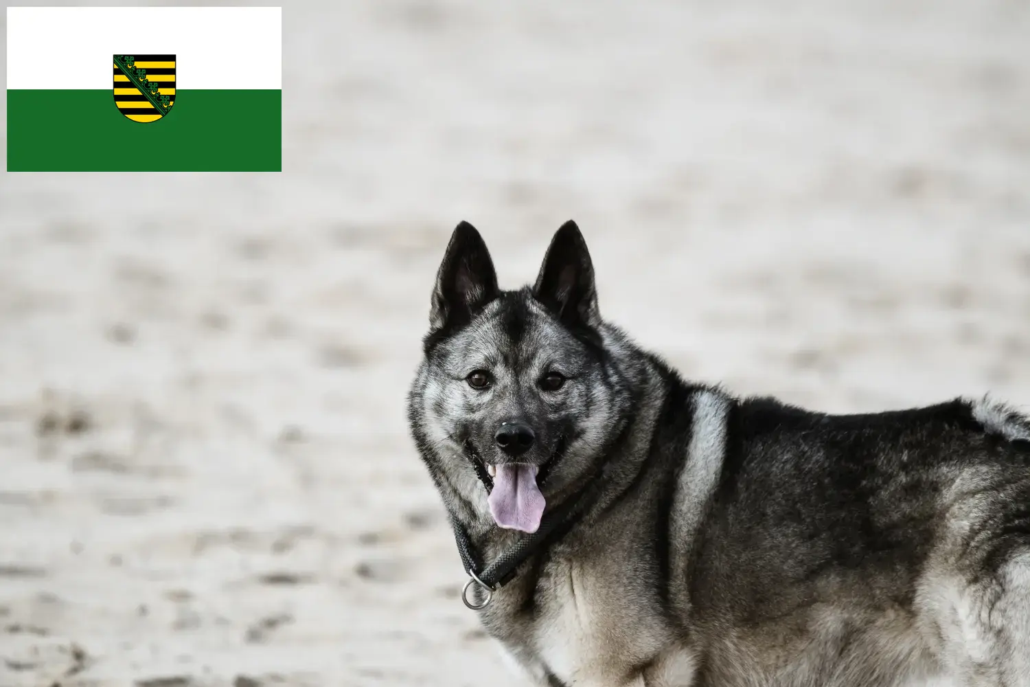 Elkhound norweski szczenięta i hodowca Saksonia Tutaj znajdziesz hodowców rasy Elkhound norweski w Saksonia.