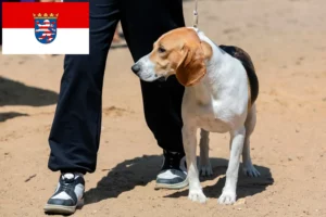 Read more about the article Szwajcarski hodowca psów zjazdowych i szczeniąt w Hesji
