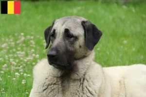 Read more about the article Hodowcy i szczenięta Kangal w Belgia
