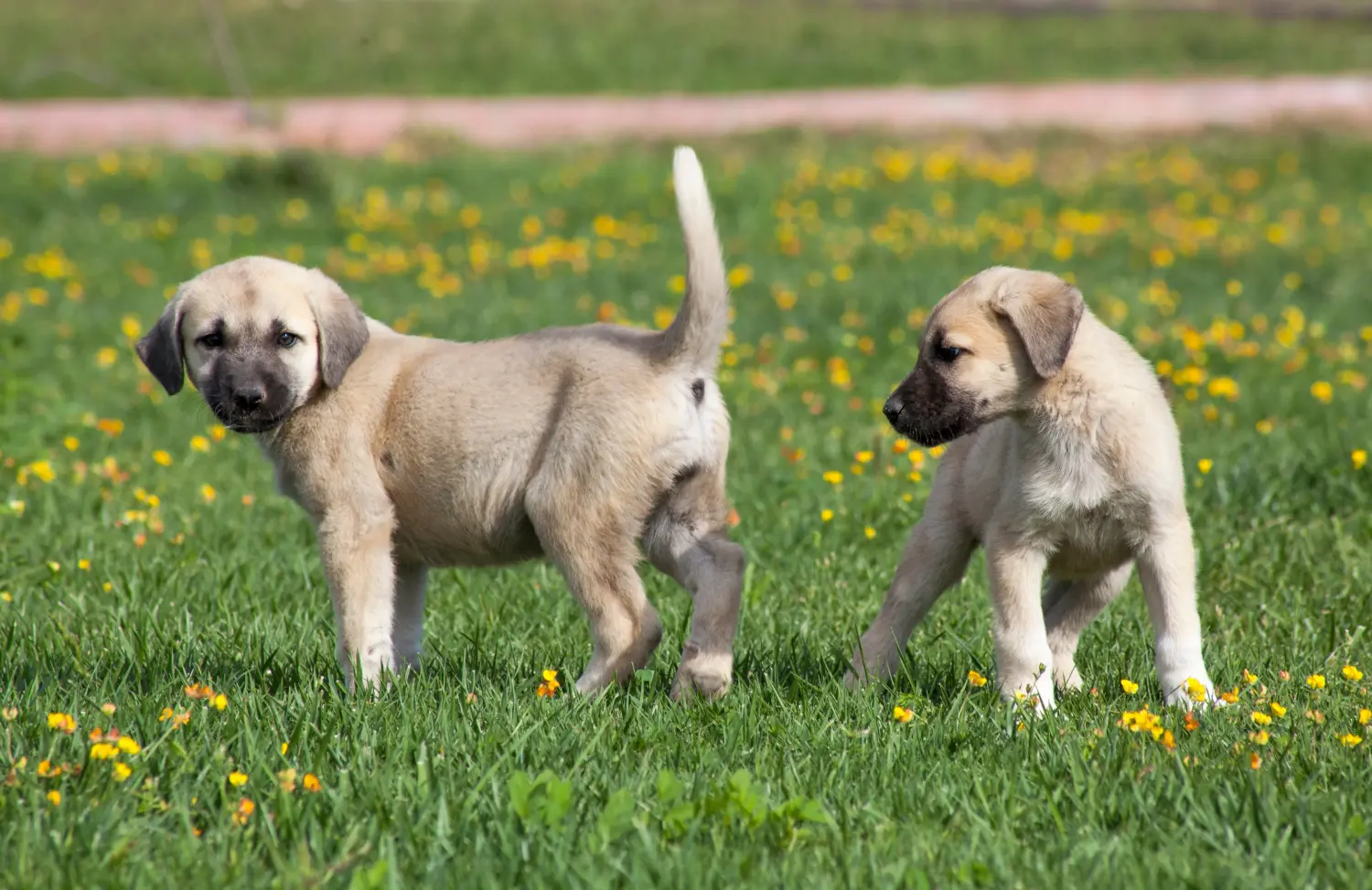 Zakup szczeniaka rasy Kangal oznacza wzięcie na siebie odpowiedzialności! Kup szczenięta rasy Kangal.