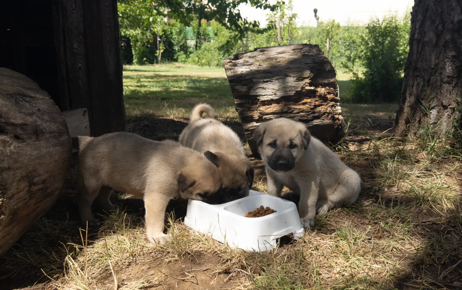 Zakup szczeniaka rasy Kangal oznacza wzięcie na siebie odpowiedzialności! Kup szczenięta rasy Kangal.