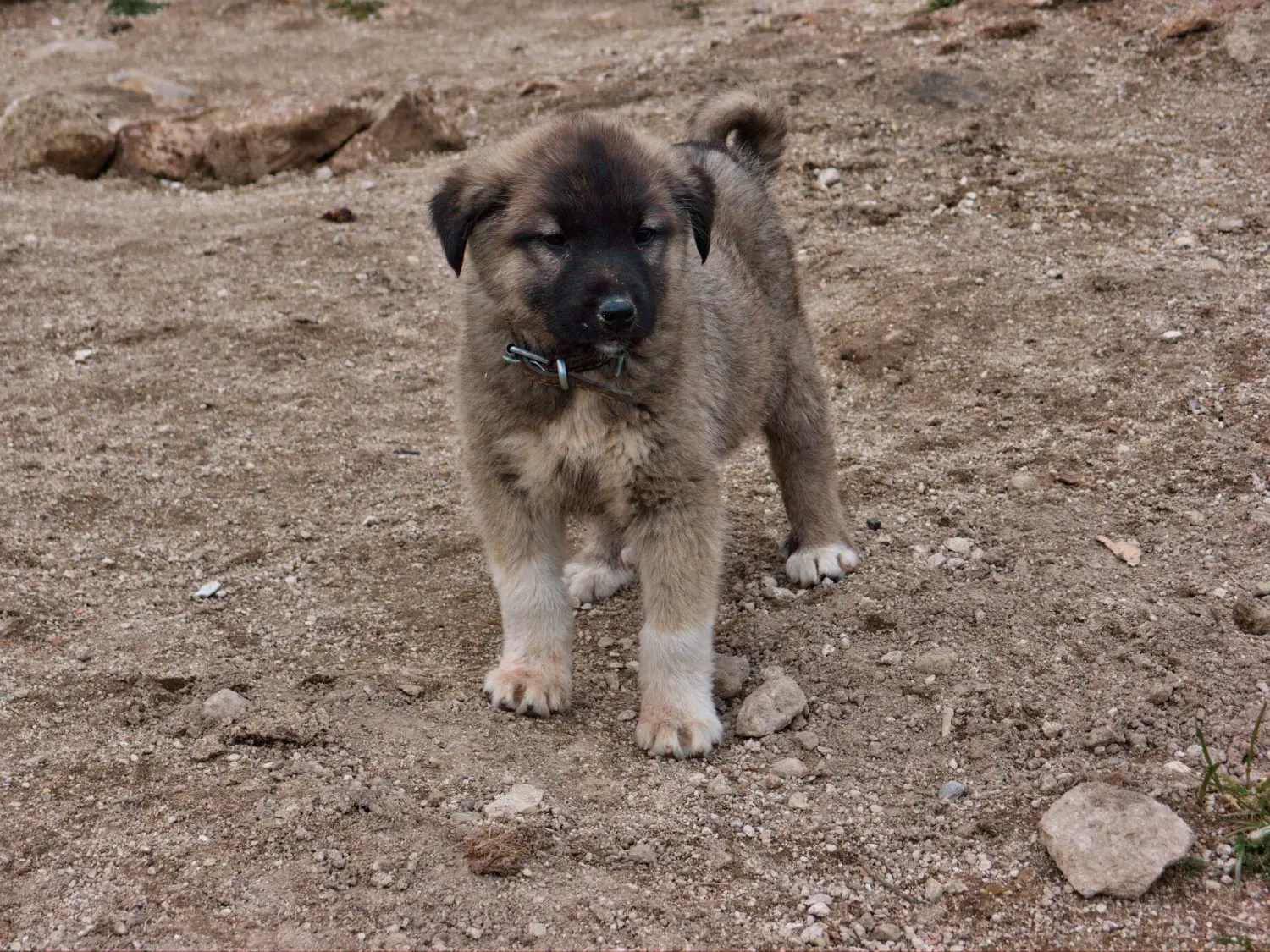 Zakup szczeniaka rasy Kangal oznacza wzięcie na siebie odpowiedzialności! Kup szczenięta rasy Kangal.