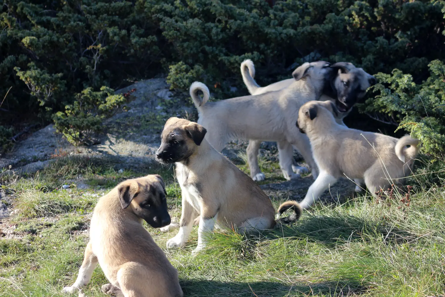 Zakup szczeniaka rasy Kangal oznacza wzięcie na siebie odpowiedzialności! Kup szczenięta rasy Kangal.