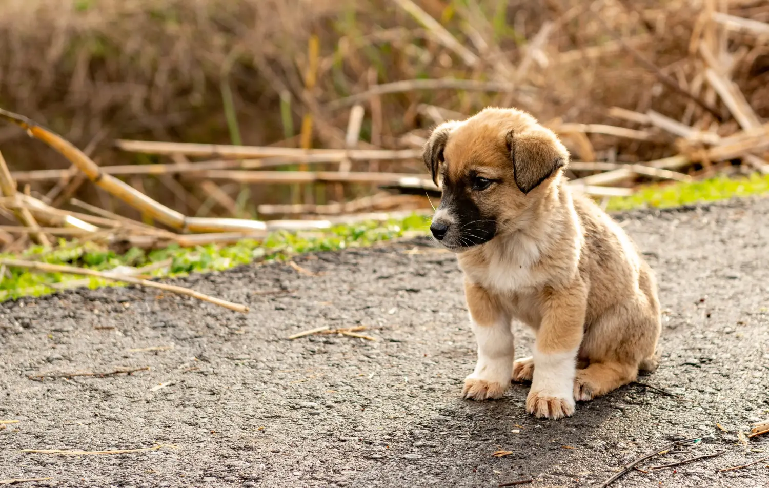Zakup szczeniaka rasy Kangal oznacza wzięcie na siebie odpowiedzialności! Kup szczenięta rasy Kangal.