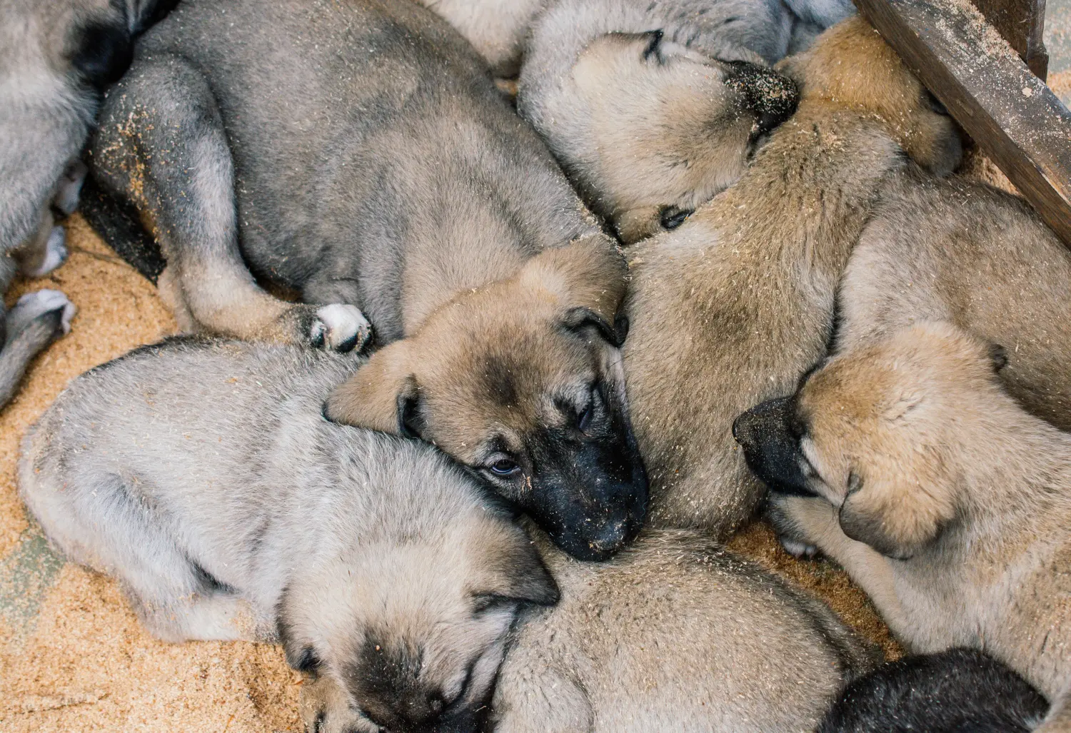Zakup szczeniaka rasy Kangal oznacza wzięcie na siebie odpowiedzialności! Kup szczenięta rasy Kangal.