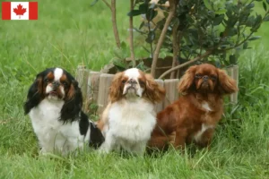 Read more about the article King Charles Spaniel hodowcy i szczenięta w Kanada