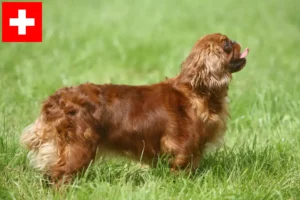 Read more about the article King Charles Spaniel hodowcy i szczenięta w Szwajcaria