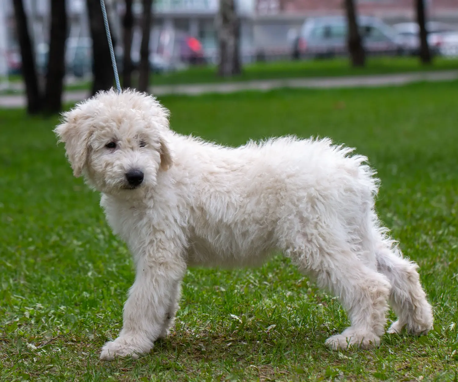 Kupno szczeniaka Komondora oznacza wzięcie na siebie odpowiedzialności! Kup szczenięta rasy Komondor.