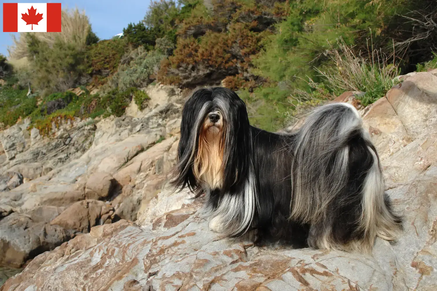 Lhasa apso szczenięta i hodowcy Kanada Tutaj znajdziesz hodowców rasy Lhasa apsos w Kanada.