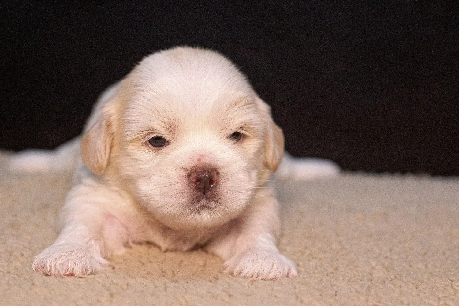 Kupno szczeniaka Lhasa Apso oznacza wzięcie na siebie odpowiedzialności! Kup szczenięta Lhasa Apso.