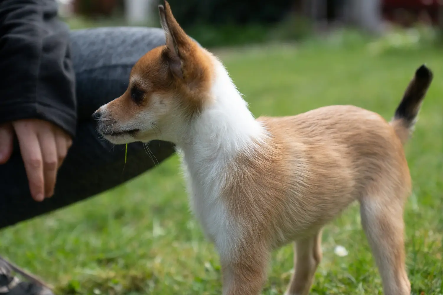 Zakup szczeniaka rasy Lundehund norweski oznacza wzięcie na siebie odpowiedzialności! Kup szczenięta rasy Lundehund norweski.