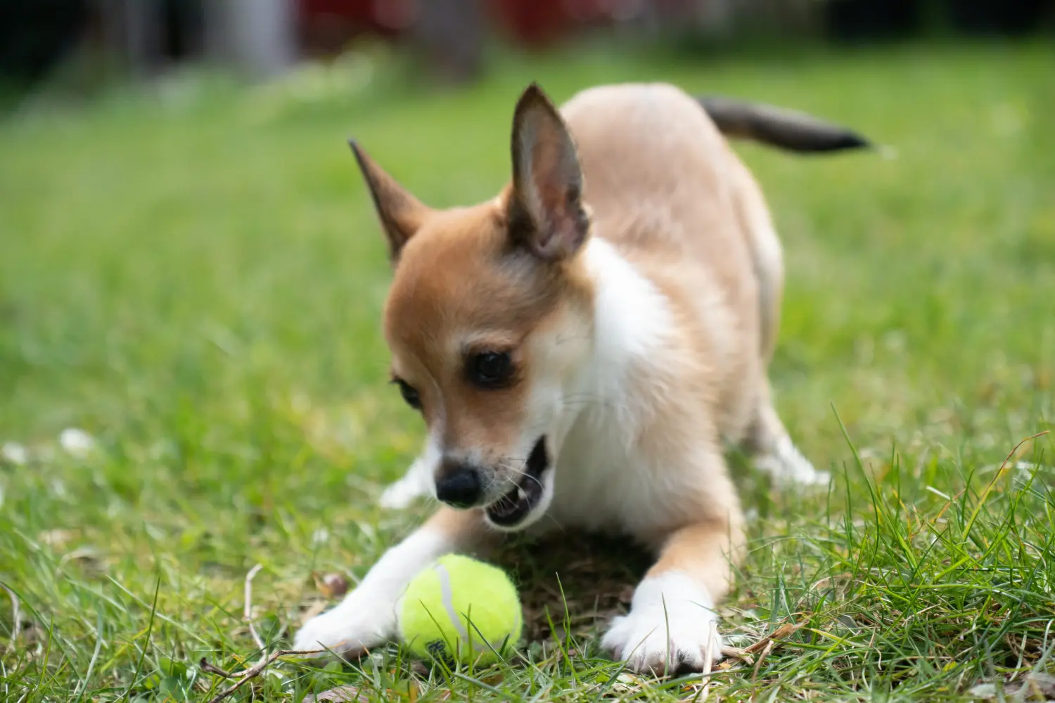 Zakup szczeniaka rasy Lundehund norweski oznacza wzięcie na siebie odpowiedzialności! Kup szczenięta rasy Lundehund norweski.