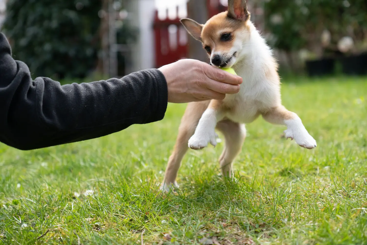 Zakup szczeniaka rasy Lundehund norweski oznacza wzięcie na siebie odpowiedzialności! Kup szczenięta rasy Lundehund norweski.