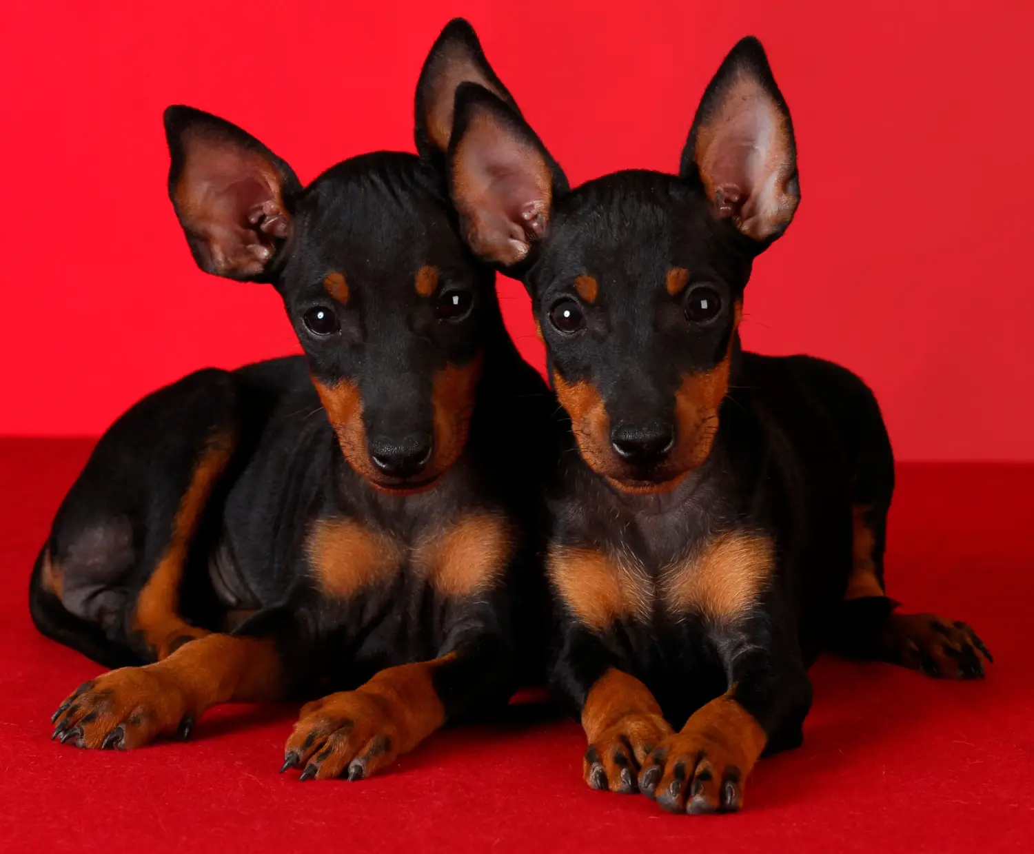 Kupno szczeniaka Manchester Terrier oznacza wzięcie na siebie odpowiedzialności! Kup szczenięta Manchester Terrier.