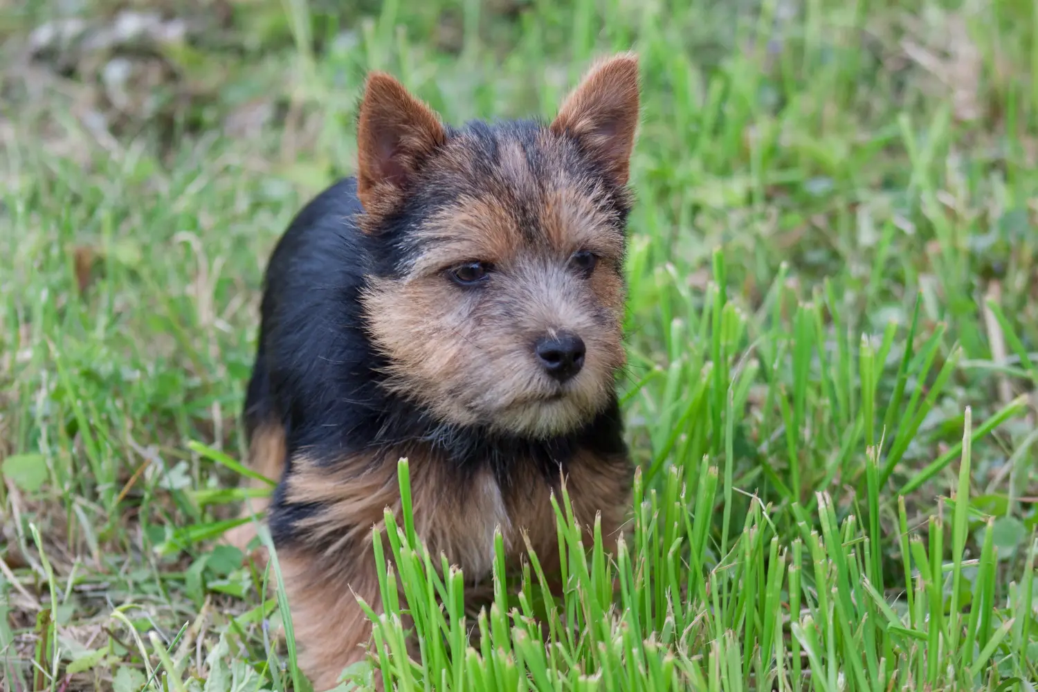 Kupno szczeniaka Norwich Terriera oznacza wzięcie na siebie odpowiedzialności! Kup szczenięta Norwich Terrier.
