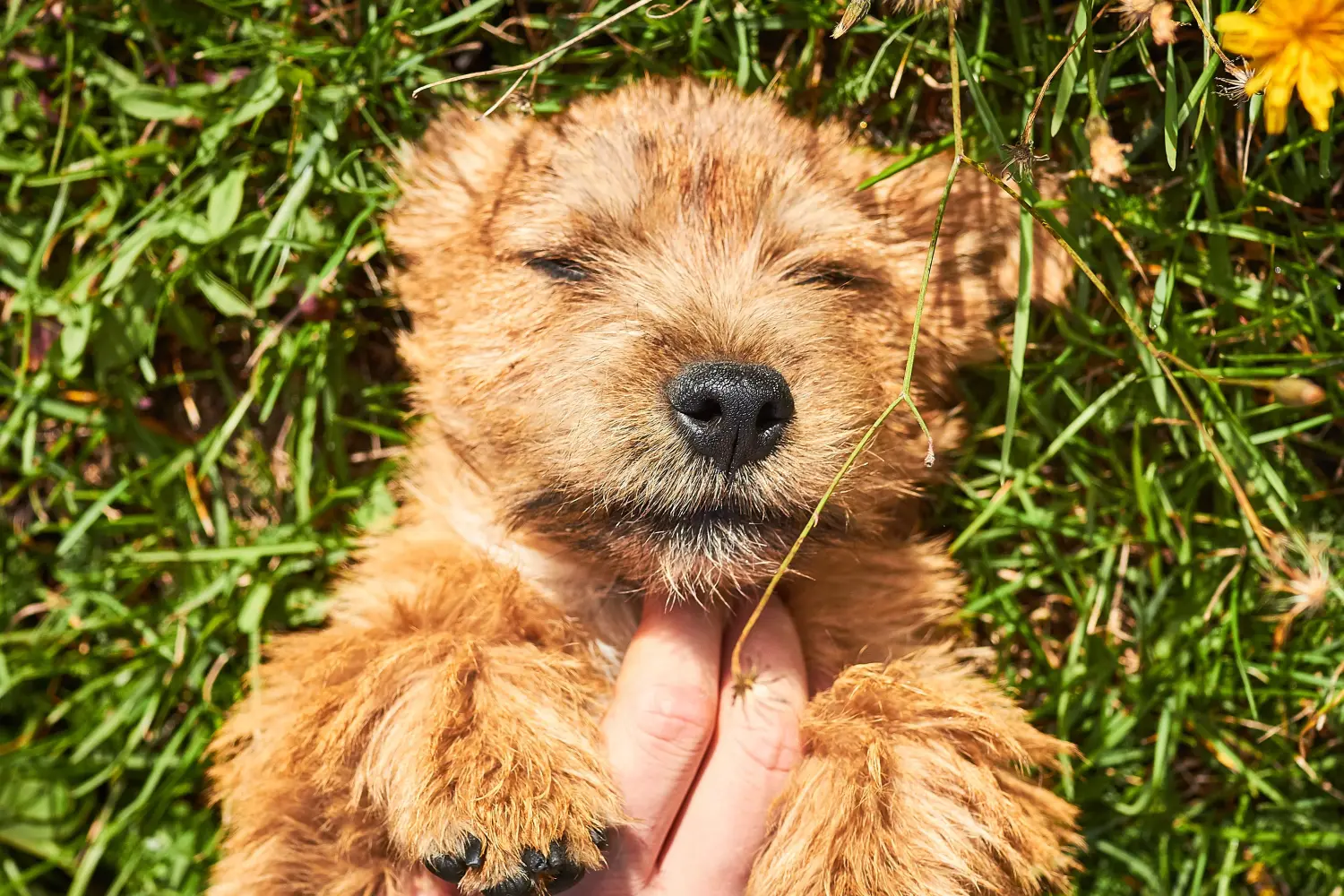 Kupno szczeniaka Norwich Terriera oznacza wzięcie na siebie odpowiedzialności! Kup szczenięta Norwich Terrier.