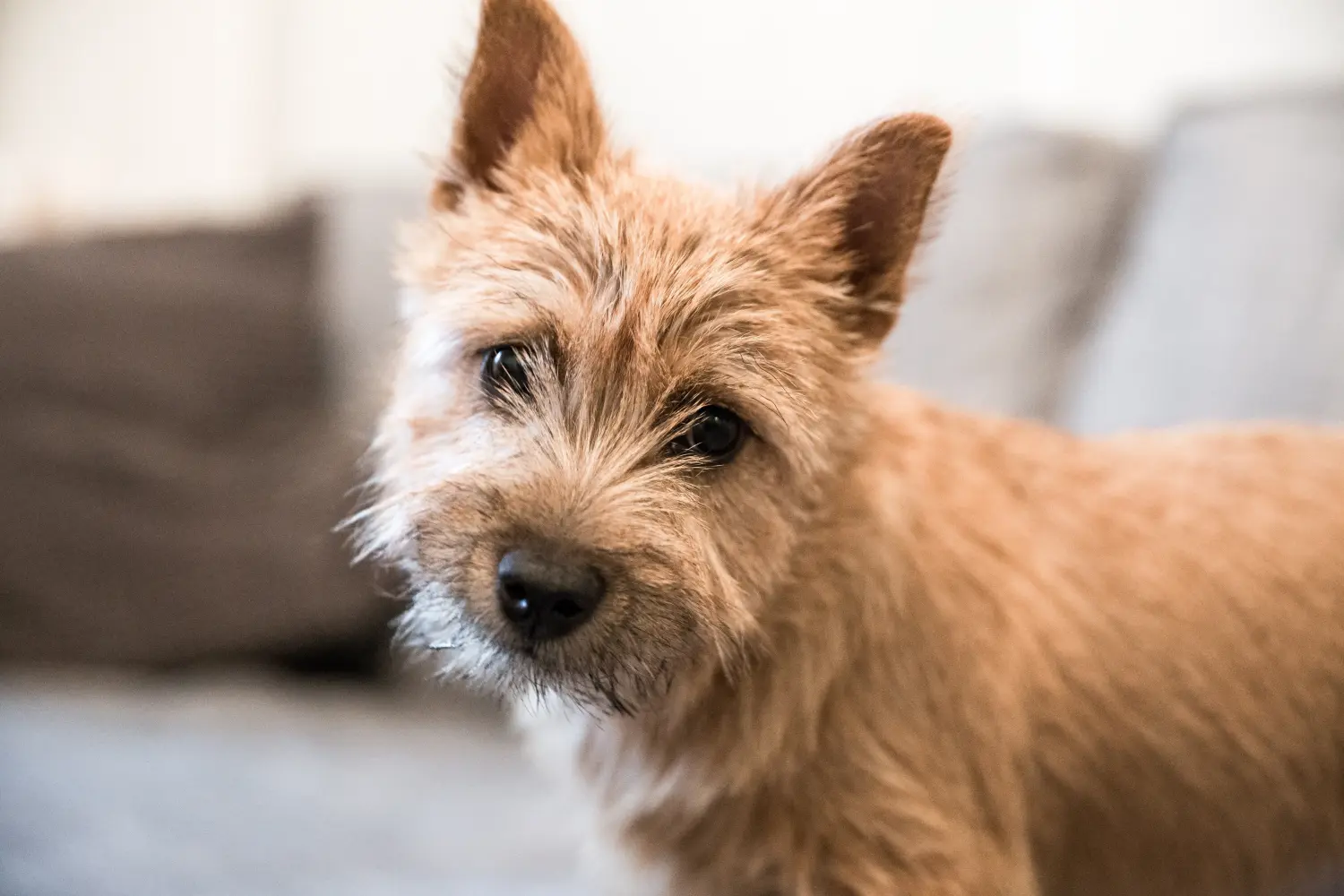 Kupno szczeniaka Norwich Terriera oznacza wzięcie na siebie odpowiedzialności! Kup szczenięta Norwich Terrier.