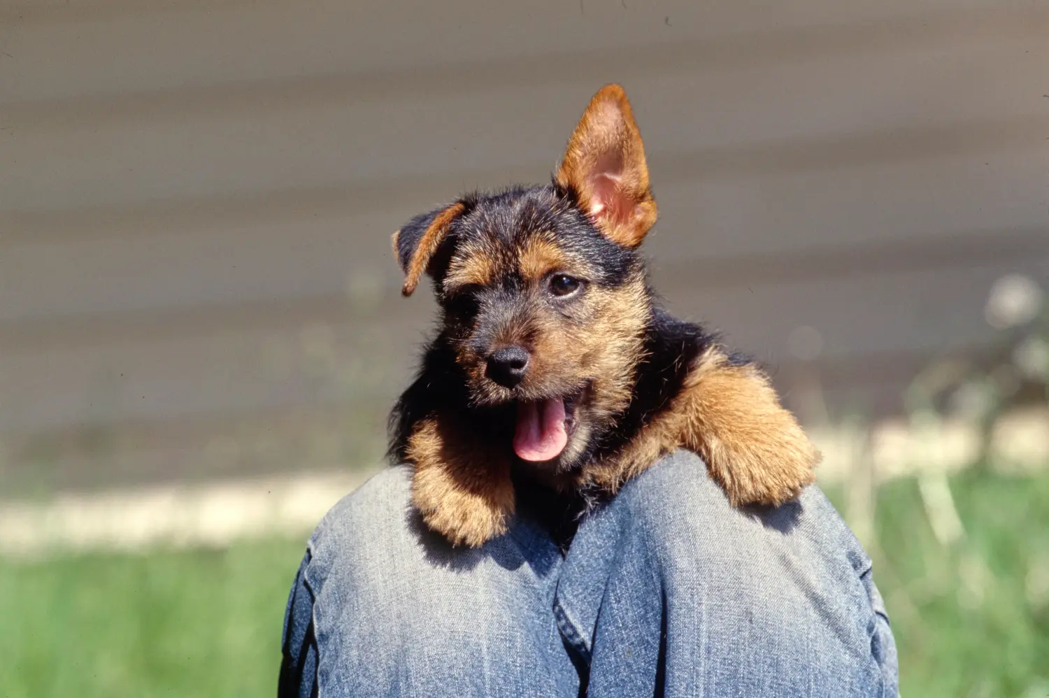 Kupno szczeniaka Norwich Terriera oznacza wzięcie na siebie odpowiedzialności! Kup szczenięta Norwich Terrier.