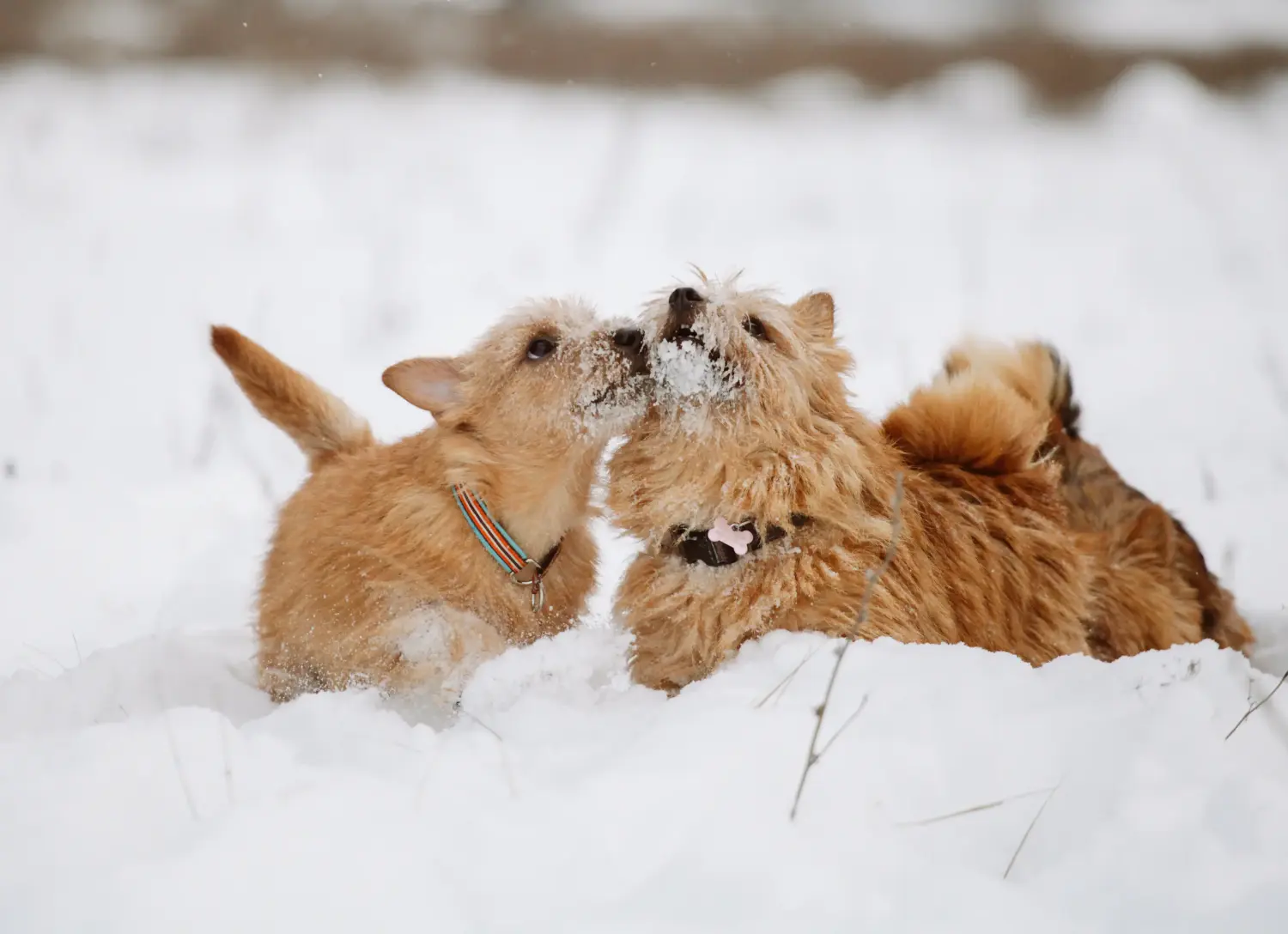 Kupno szczeniaka Norwich Terriera oznacza wzięcie na siebie odpowiedzialności! Kup szczenięta Norwich Terrier.