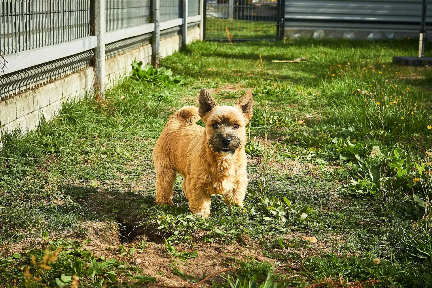 Kupno szczeniaka Norwich Terriera oznacza wzięcie na siebie odpowiedzialności! Kup szczenięta Norwich Terrier.