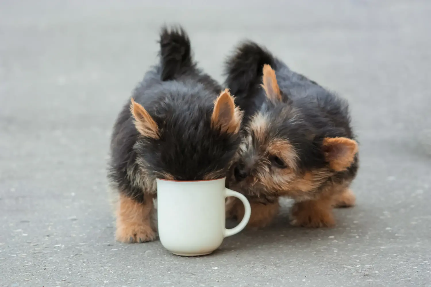 Kupno szczeniaka Norwich Terriera oznacza wzięcie na siebie odpowiedzialności! Kup szczenięta Norwich Terrier.