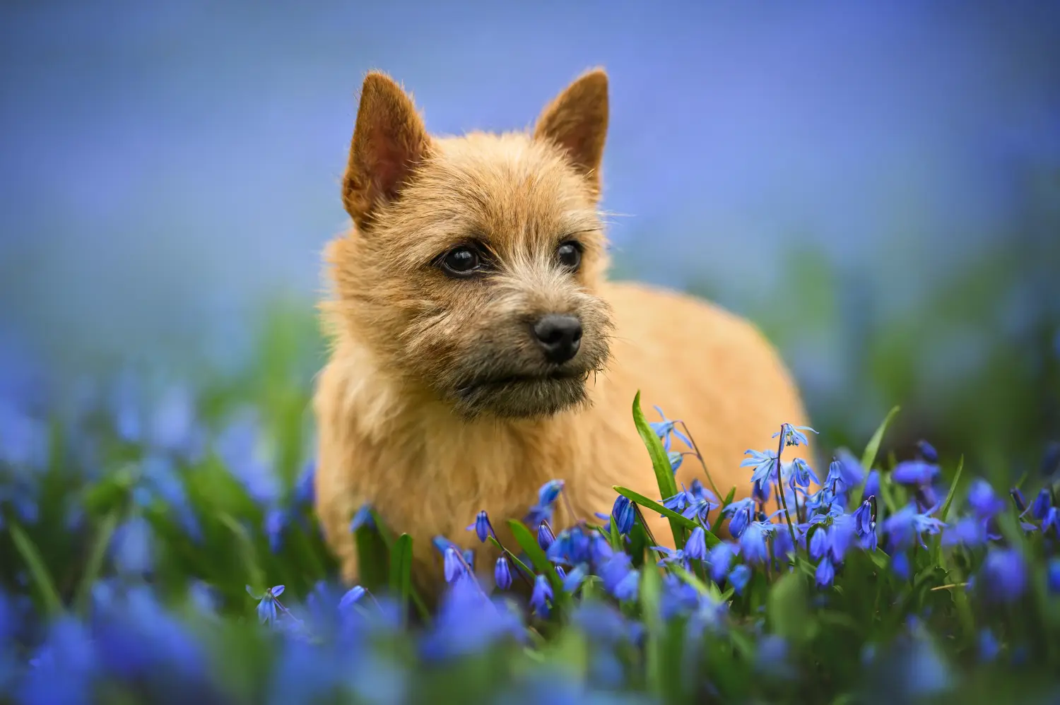Kupno szczeniaka Norwich Terriera oznacza wzięcie na siebie odpowiedzialności! Kup szczenięta Norwich Terrier.