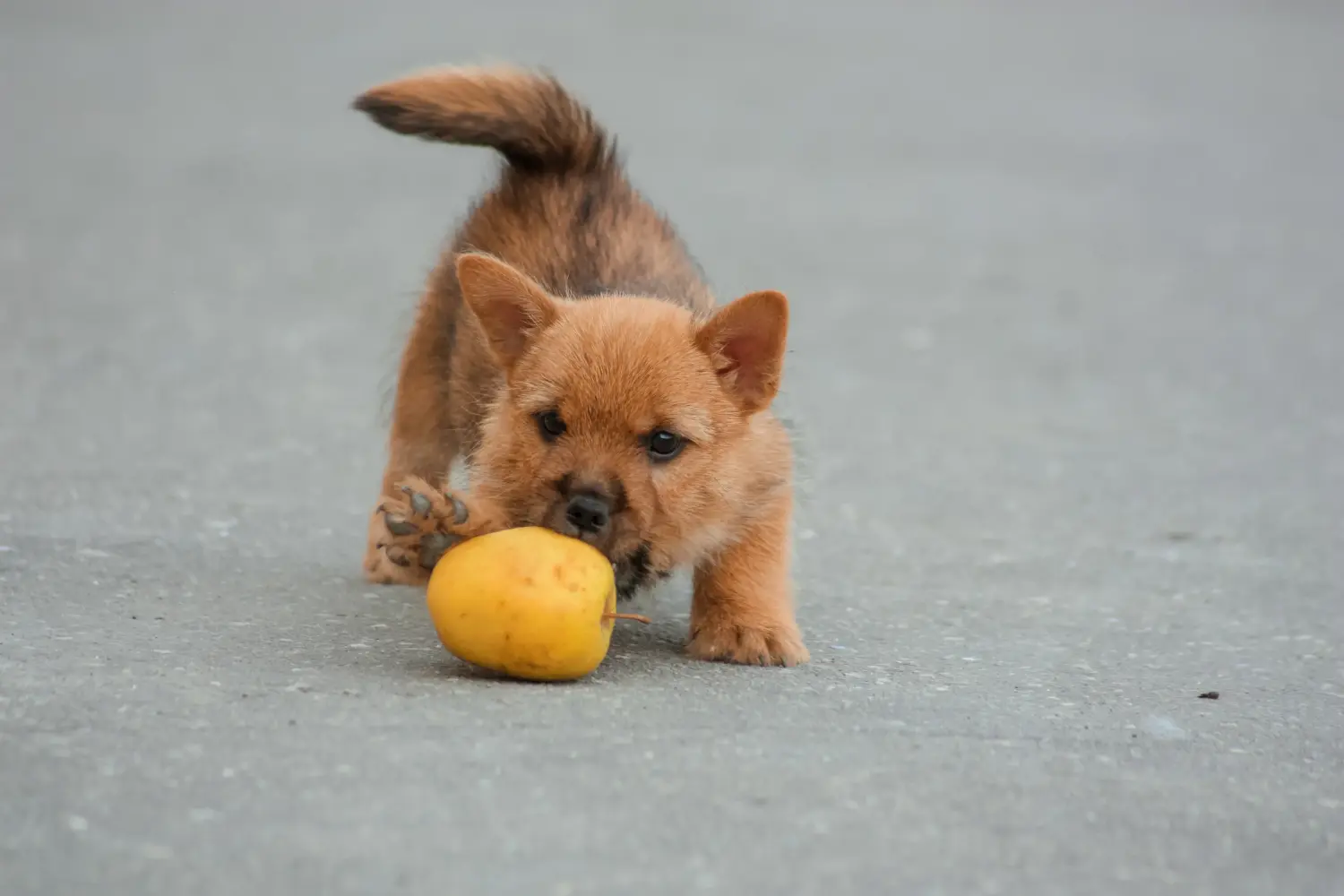 Kupno szczeniaka Norwich Terriera oznacza wzięcie na siebie odpowiedzialności! Kup szczenięta Norwich Terrier.