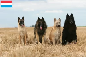 Read more about the article Hodowla owczarków belgijskich i szczeniąt w Luksemburgu