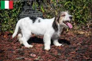 Read more about the article Petit Basset Griffon Vendéen hodowcy i szczenięta w Włochy